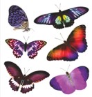 Лиловые бабочки, сиреневые, фиолетовые